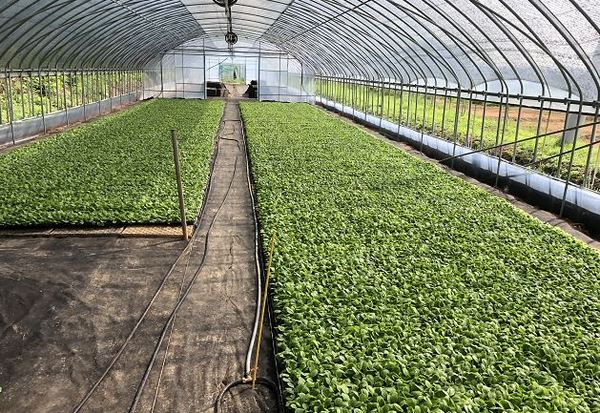 배추 육묘 재배 비닐하우스 전경  사진제공/부여군농업기술센타