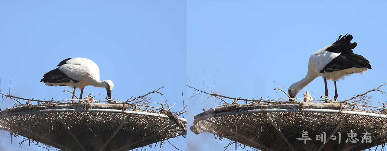21일 서산버드랜드에서 확인한 황새둥지에서 수컷 황새의 돌봄을 받는 새끼 황새 모습/서산시