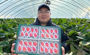 홍성군, 신품종 ‘골드베리’ K-딸기 열풍