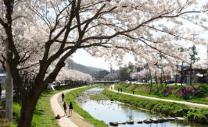 벚꽃 명소 홍성에서 봄나들이 어때요?